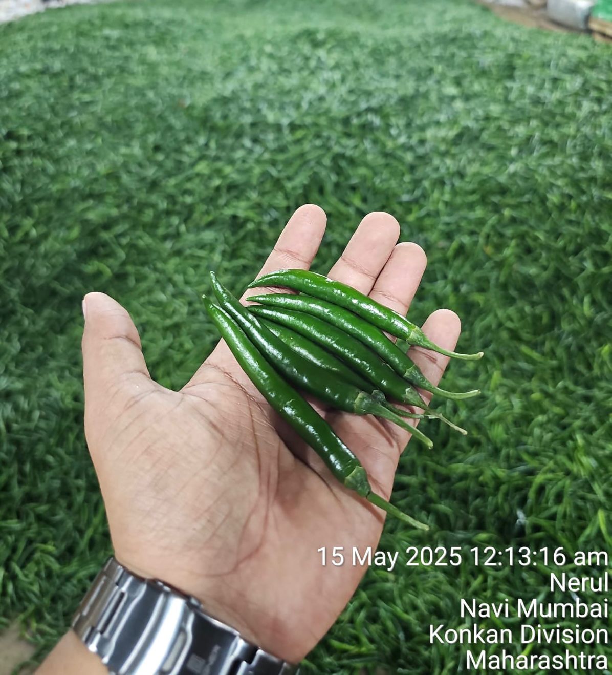 Green Chilly - Image 8