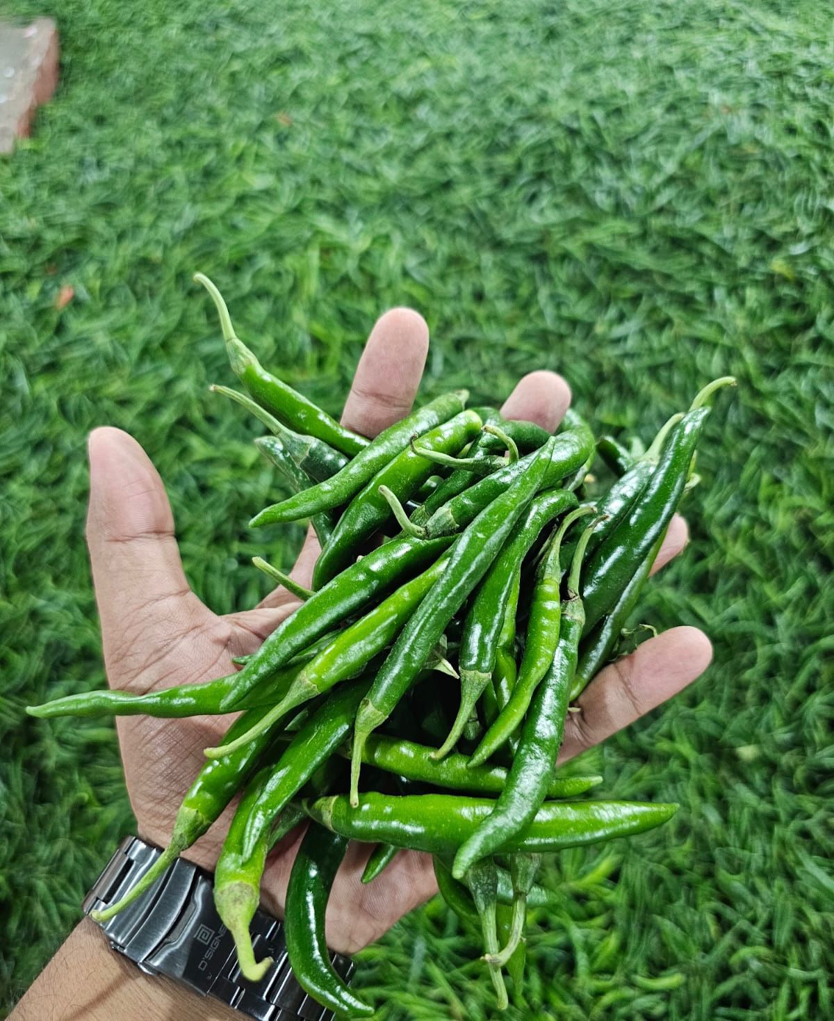 Green Chilly - Image 7