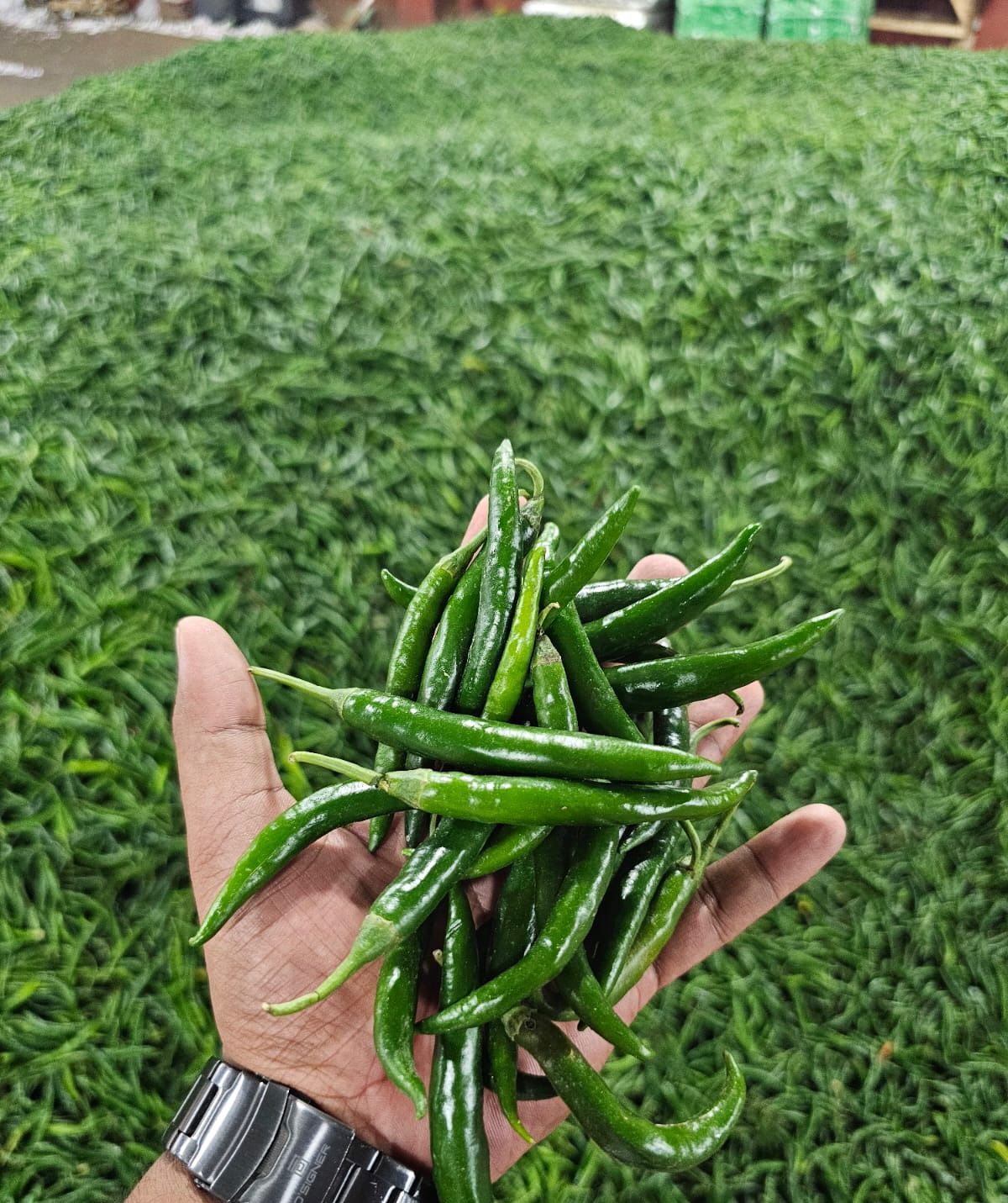 Green Chilly - Image 6