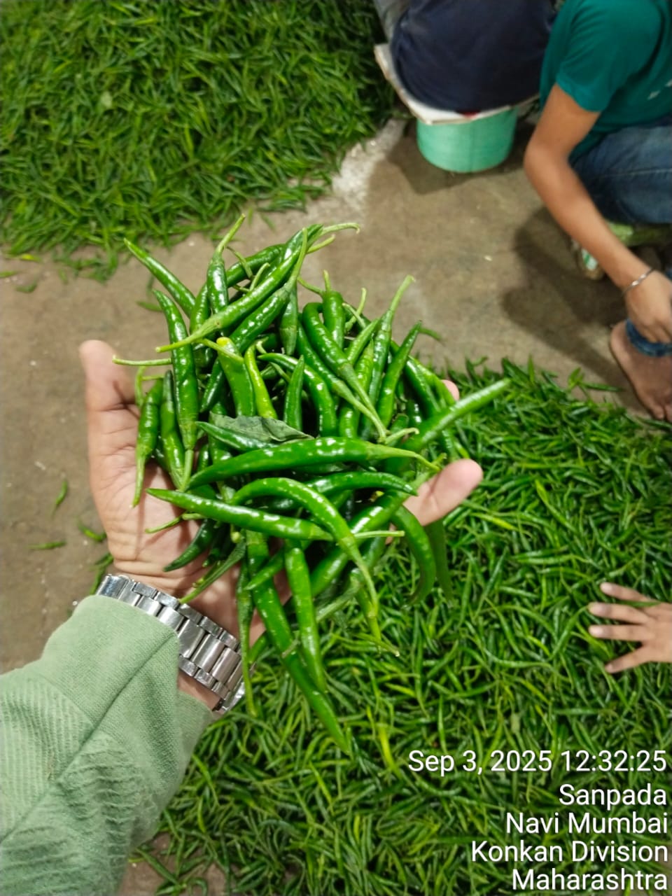 Green Chilly - Image 5