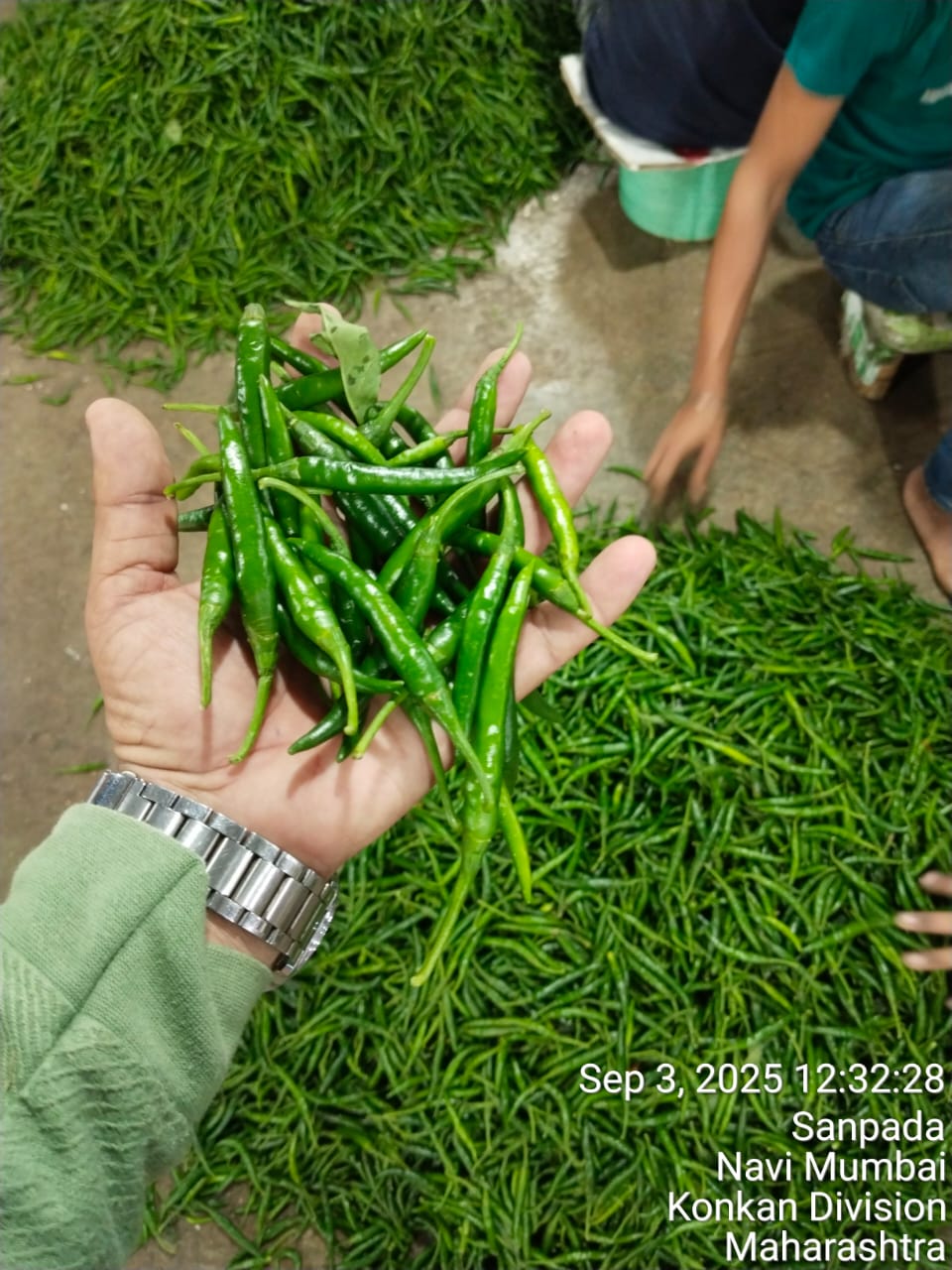 Green Chilly - Image 4