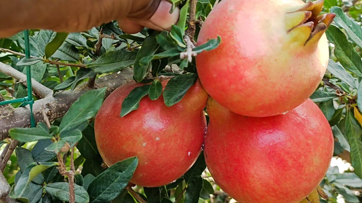 Pomegranate - Image 2