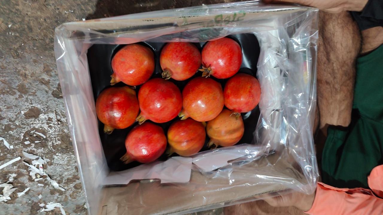 Pomegranate - Image 4