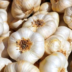 garlic, tubers, garlic bulb, aromatic plant, food, mediterranean, aromatic, sharp, hearty, clove of garlic, garlic, garlic, garlic, garlic, garlic