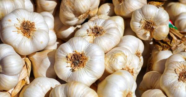 garlic, tubers, garlic bulb, aromatic plant, food, mediterranean, aromatic, sharp, hearty, clove of garlic, garlic, garlic, garlic, garlic, garlic