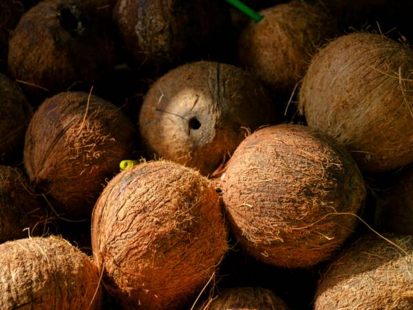 High-quality image of brown coconuts in a market setting, perfect for food and nature themes.