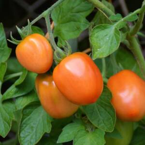tomatoes, roma tomatoes, vine tomatoes, tire, garden, vegetable growing, nightshade plant, tomato fruit, tomato panicle, tomato plant, nature, tomato growing, immature, home garden